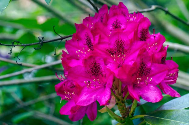 rhododendron - Foto: Dieter Hopf - pixelio.de