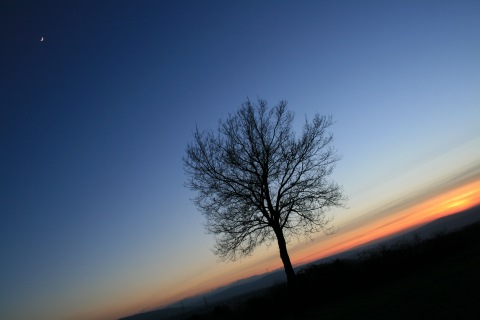 Baum und Lichtstreifen am Horizont