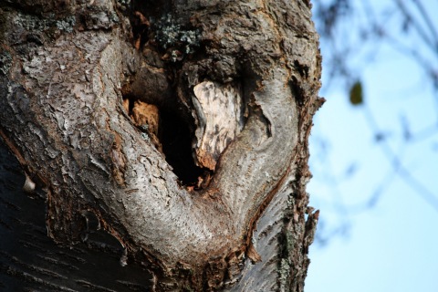 Herz in einer Baumrinde
