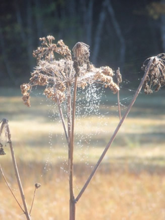 Pflanze mit Spinnennetz