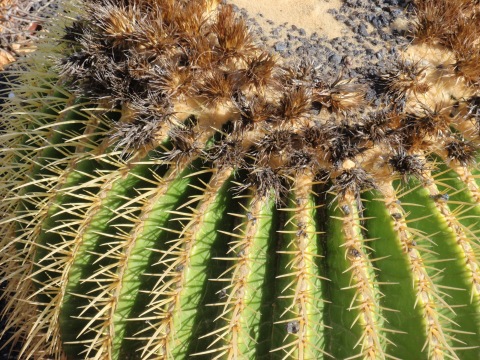Kaktus - Foto: Christa Müller-Hoberg