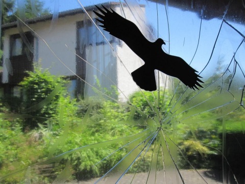 Klaus Glas -Vogel am Fensterglas