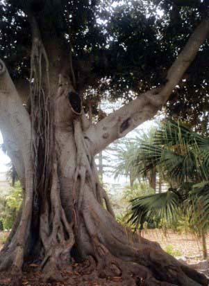 Baum mit Wurzeln - Hubertus Brantzen