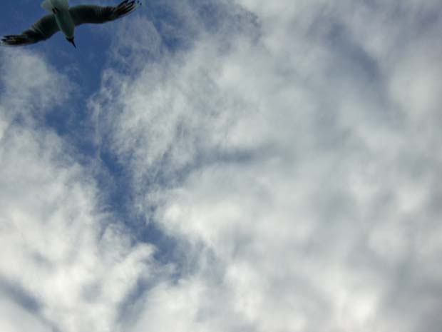 Wolken mit Möwe- Foto: Hubertus Brantzen