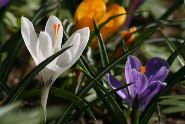 Blumen - Foto: Hania Grabowska