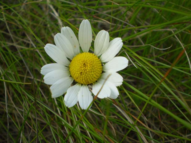 Blüte - Foto: Ulrike Groß