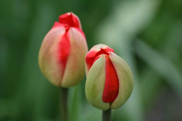 aufblühende Tulpen - Foto: Hania Grabowska