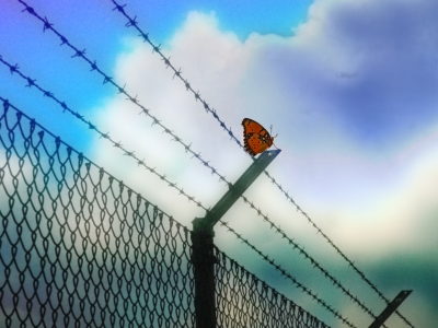 Zaun mit Schmetterling - Foto: Martina Taylor - pixelio.de