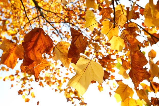 Herbstblätter - Foto: Mika Abey - pixelio.de