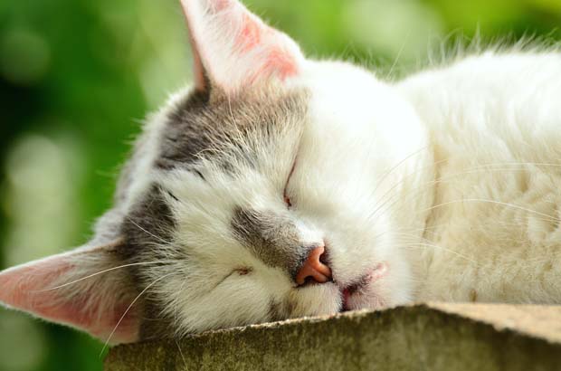 Katze schläft - Foto: pixabay.com