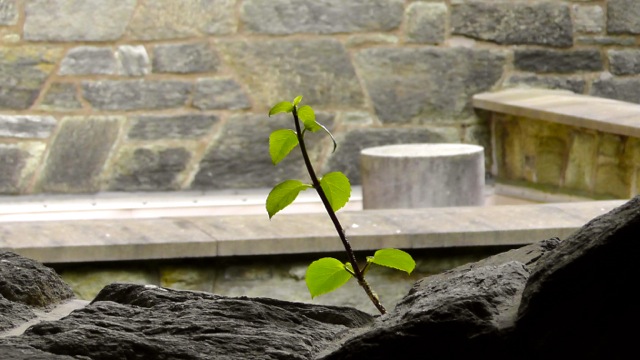 Zweig auf einem Stein - Foto: pixabay.com