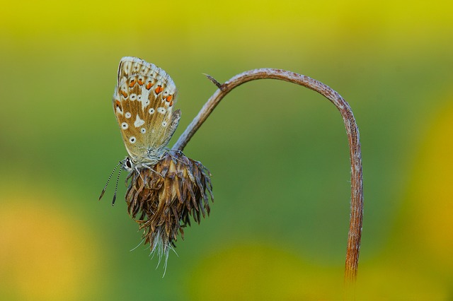 Schmetterling -  Foto: pixabay.com