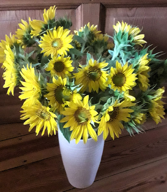 Sonnenblumen - Foto: Ulrike Groß