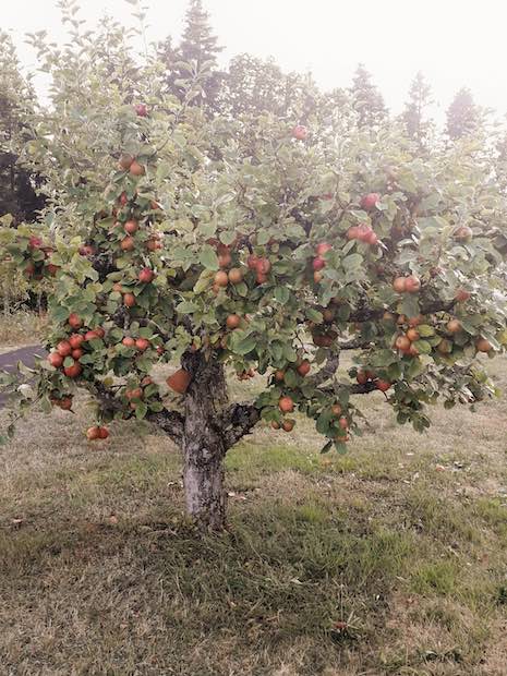 Apfelbaum  - Foto: Ulrike Groß