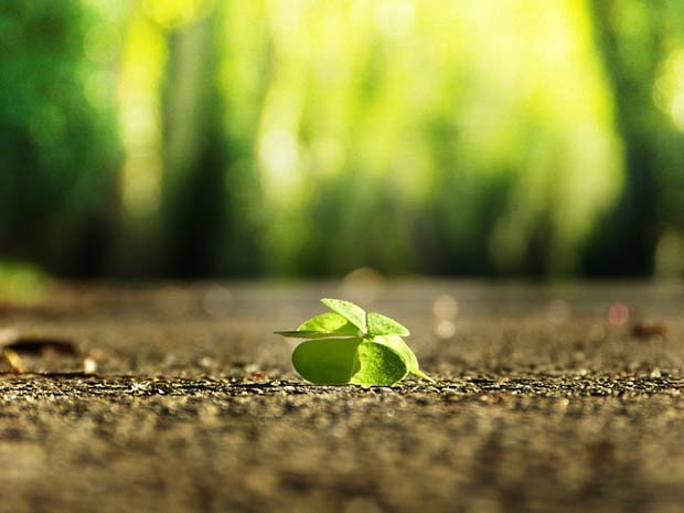 four-leaf-clover- Foto: pixabay-com