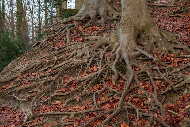 root-system - Foto: pixabay.com