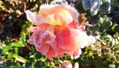 Rose gefroren