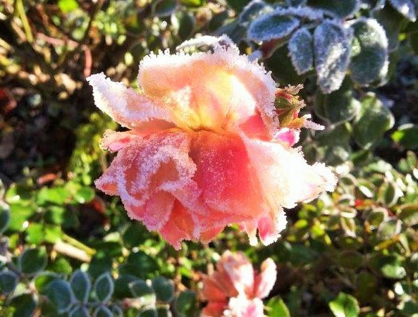 Rose gefroren - Foto: Maie-Luise Langwald