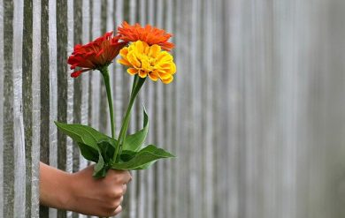 Hand durch einen Zaun schenkt Blumen