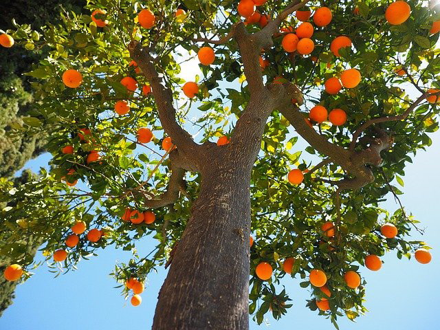 oranges - Foto: pixabay.com