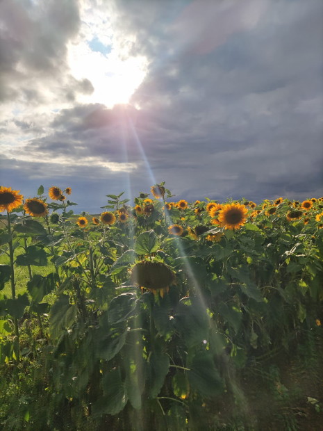 Sonnenblumen Sonne - Foto: Sylvia Sommer