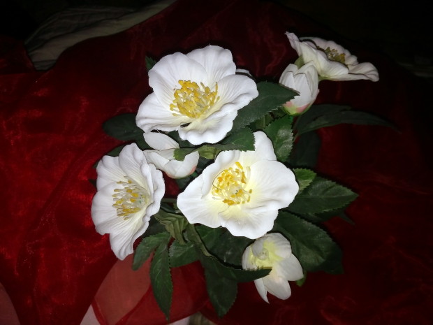 Blüten - Foto: Maria Theresia Gresch
