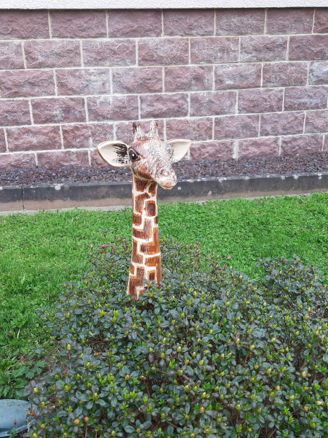 Giraffe - Foto: Martina Hack