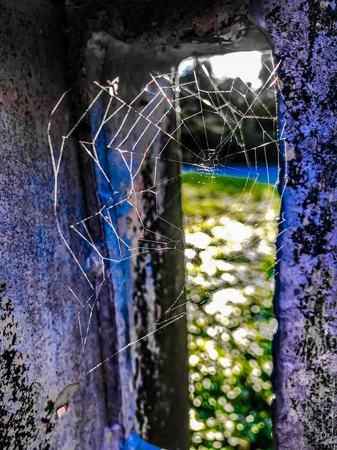 spider - Foto: Mona El Falaky - pixabay.com