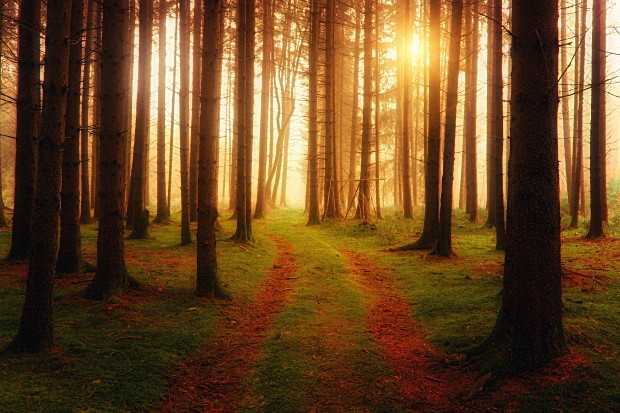 Wald - Foto: <em>pixabay</em>